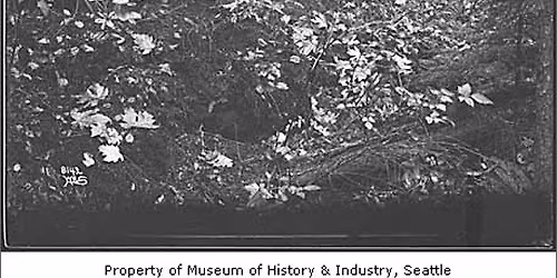 Saturday Speaker Series: The Flora of Seattle in 1850