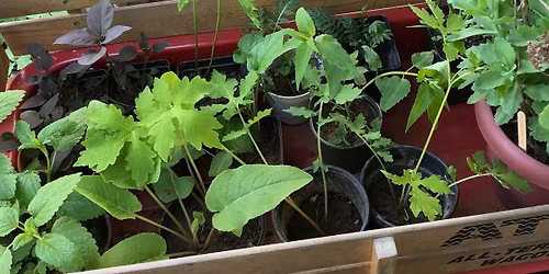 Plant Swap at The Greimann House