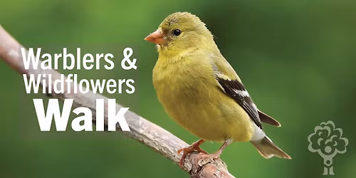 Warblers & Wildflowers Walk