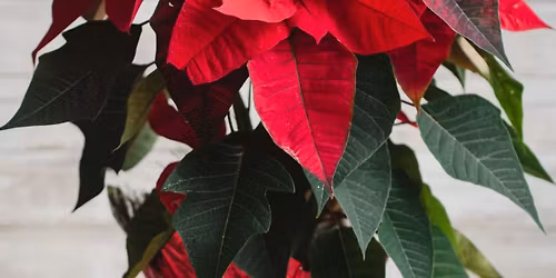 Christmas Chemistry Family Program