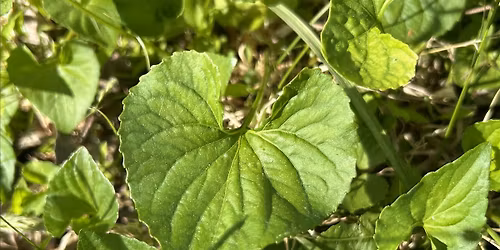 Spring Medicine Circle