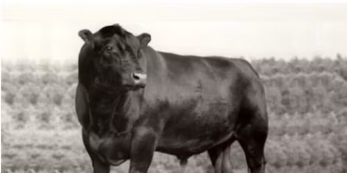 Redland Black Angus Annual Production Sale