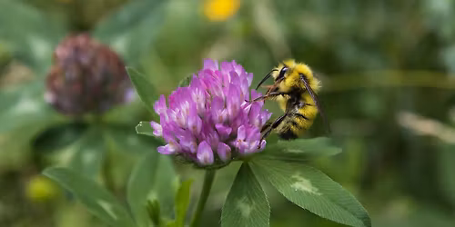 Earth Month Eco-Art: Gratitude & Reciprocity