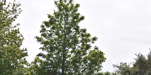 Beltane Women's Circle Celebration