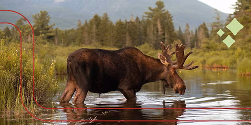 Maine Mammals