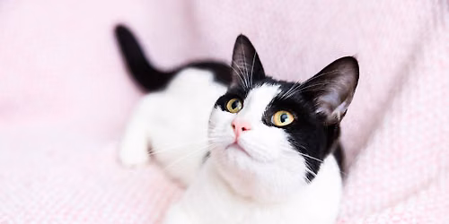 Paws and Projects at Tyneside Cat Centre \ud83d\udc3e\ud83e\uddf6