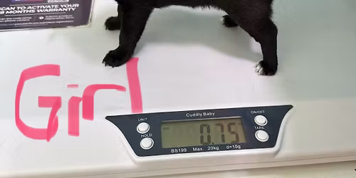 Help us find our fureva new homes