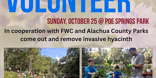 Invasive Hyacinth Removal at Poe Springs Park