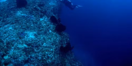 PADI Deep Diver Course $550