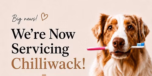 Anesthetic-free Teeth Cleaning - Canine to Feline Chilliwack