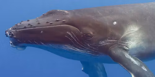 Gratis foredrag: Med havets k\u00e6mper p\u00e5 jagt