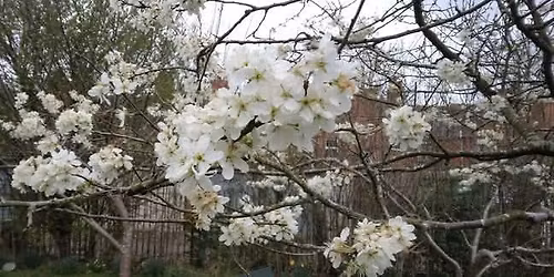 Orchard Blossom Celebration 