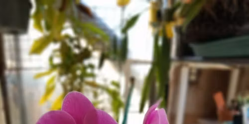 Orchid Show and Plant Sale