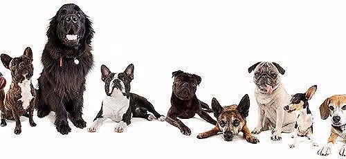 Adoption Event: Hollywood Feed, Germantown TN.