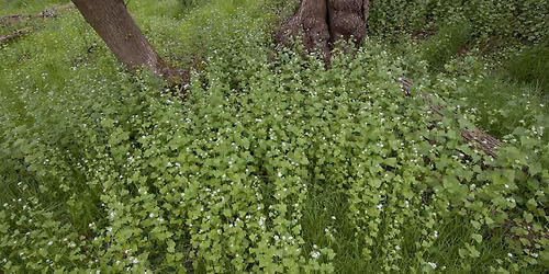 Garlic Mustard Pull at Knorr!