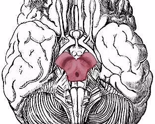 Plinking for Parkinson's 2026