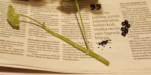 Taimien ja pistokkaiden vaihtotori