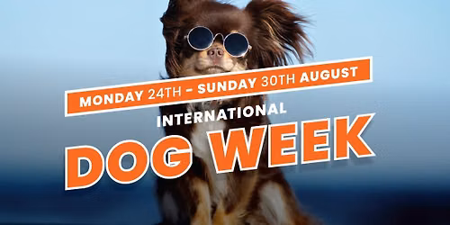 International Dog Week: FREE Dog Washes | Toormina Hotel