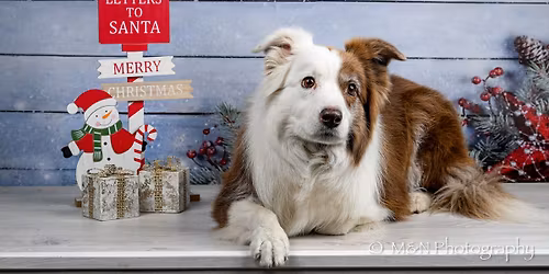 Fotoshoot @Wellopet Lochristi