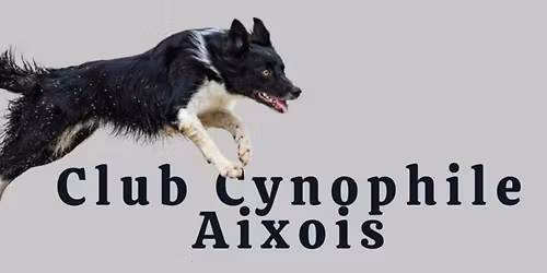 Stage agility Club Cynophile Aixois