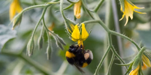 Big City Bug Hunt: nature recording training