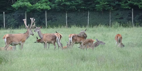 Rundgang um das Wildgehege Gut Leidenhausen