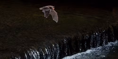 WILDFAMILIES Spooktacular