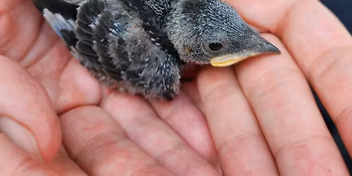 Purple Martin Banding