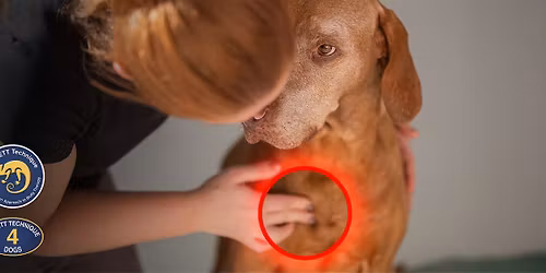 Masa\u017ea psov - delavnica Emmett tehnike