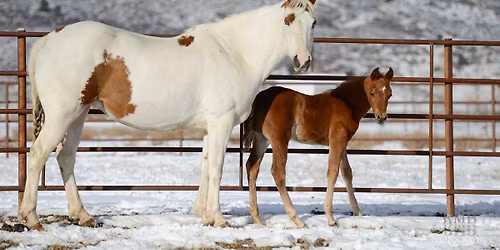 Equine Reproductive Management: Stallion, Mare, and Newborn Foal
