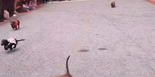 Dachshund Races