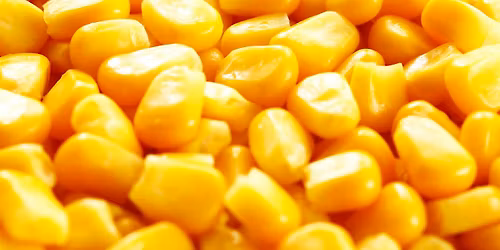 Summer Friday: Tennessee Corn