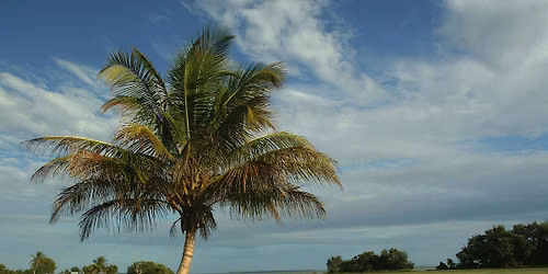 08-15-2026 Palms - Information on Varieties, Care and Common Problems