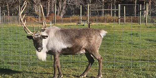 10 min Reindeer sessions