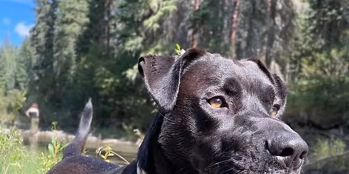 Stettler's Farmers Market