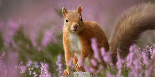Red squirrel dusk walk