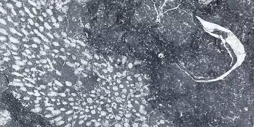 Science Week Fossil Walk in Dublin city! 