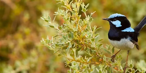 State of Tasmania's Birds 6