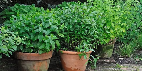 Growing Gardeners - Herb Pots