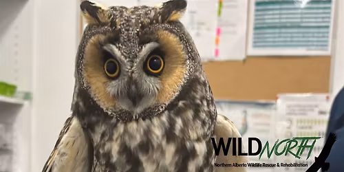 WILDNorth Presents How to Cover YOUR Assets