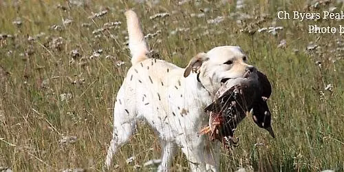 MSGDA AKC Hunt Test