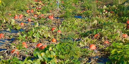 Visites d'information pour rejoindre l'autocueillette \ud83c\udf31