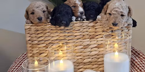 Puppies and Pilates \ud83d\udc36 