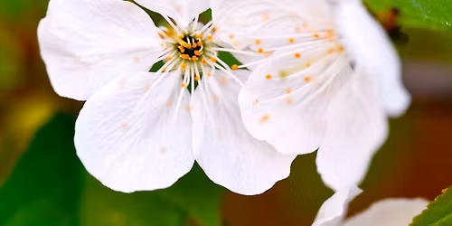 Botanical Gardens Sheffield Photo Walk with Sigma F1.2 Lenses