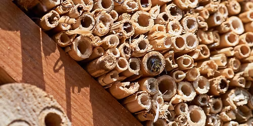 Mason Bee Class with Knox Cellars