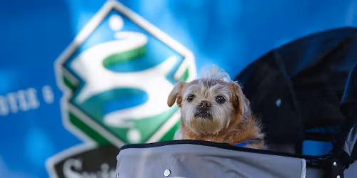 Pups & Pints at Switchback!
