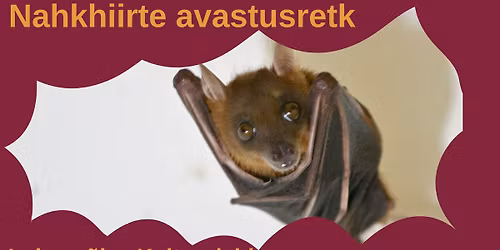 Nahkhiirte avastusretk Luke m\u00f5isas