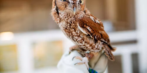 Reading with Rufous