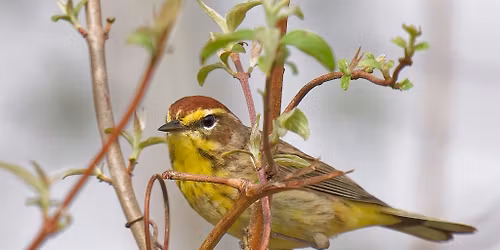 Dubuque Audubon April Program