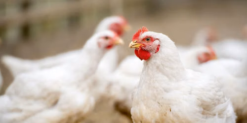 Poultry Processing Workshop